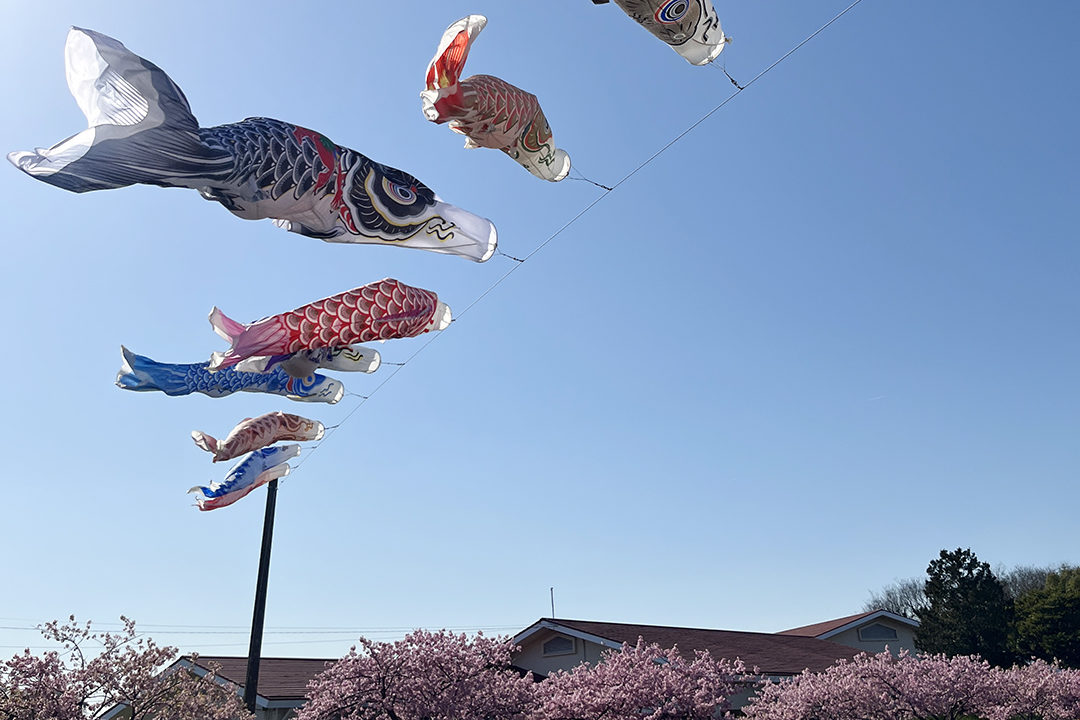 強風で真っ直ぐに空を泳ぐ鯉のぼり