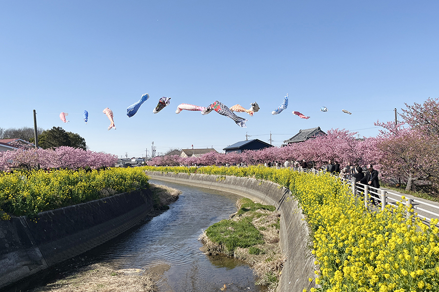 川の上でたなびく鯉のぼりと、川沿いに咲く河津桜と菜の花